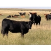 Image 4 : Riverbend Ranch - 825# September Delivery Grass Heifers - 400 Head (Scotfield, AB)