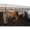 Image 5 : J&R Peterson - 985# January Weaned Steers - 122 Head (Barnwell, AB)