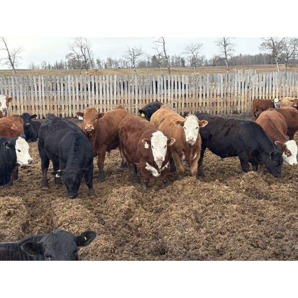 Rice Farms - 950# April Delivery Steers - 180 Head (Lacombe, AB)