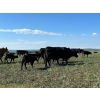 Image 8 : North West Cattle Company - 460# September Delivery Steer Calves - 110 Head (Woking, AB)