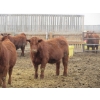 Image 9 : Helland Land & Cattle Co. Ltd. - 992# March Delivery Steers - 100 Head (Lomond, AB)