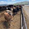 Image 2 : Idaho Dairies/Ranches - 78 Cows (Burley, ID)