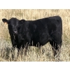 Image 3 : CC Farming Company - 630# October Steer Calves - 160 Head (Cayley, AB)