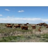 Image 5 : J-J Ranching - 40 Red Mature Pairs (Manyberries, AB)