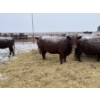 Image 2 : Mahlon Bear - 10 Red Heifers (Pen 502 - 504)