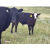 Image 7 : Dayton Servonnet - 640# November Delivery Steer Calves - 45 Head (Hanna, AB)