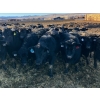 Image 2 : East Wind Farms - 960# January Weaned Steers - 140 Head (High River, AB)