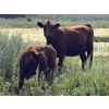 Image 17 : Garvin Kostal - 625# November Delivery Steer Calves - 95 Head (Spring Valley, SK)