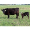 Image 11 : Knapp Farms - 500# November Delivery Heifer Calves - 100 Head (Southey, SK)