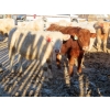 Image 9 : Munro Farms - 980# March Delivery Steers - 140 Head (Kelwood, MB)