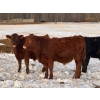 Image 6 : Layne & Brooke Magnuson - 825# January Delivery Steers - 148 Head (Warburg, AB)