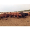 Image 4 : Thomson Cattle Ltd. - 1040# June Delivery Steers - 120 Head (Silver Valley, AB)