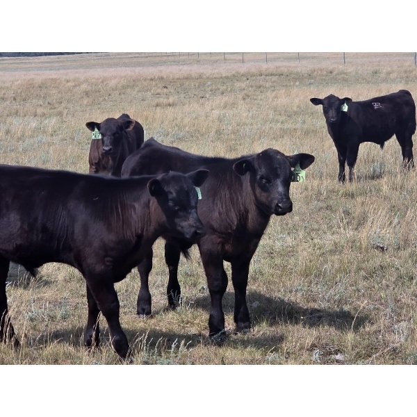Boulding Family - 540# October Delivery Steer Calves - 73 Head (Big Valley, AB)