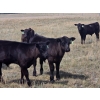 Image 1 : Boulding Family - 540# October Delivery Steer Calves - 73 Head (Big Valley, AB)