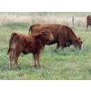 Image 13 : Malarky Farms - 35 Red/Red X Cow/Calf Pairs (Newdale, MB)