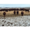 Image 3 : Raymond Land & Cattle - 760# March Weaned Steers - 180 Head (Hazenmore, SK)