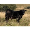 Image 7 : Palmer Ranch - 450# December Delivery Steer Calves - 180 Head (Pincher Creek, AB)