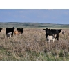 Image 6 : CK Cattle Co. (Scott & Laura Culligan) - 490# October Delivery Steer Calves - 120 Head (Eyre, SK)