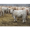 Image 15 : Vossepoel Cattle Co. - 680# December Delivery Weaned Steers - 250 Head (Tilley, AB)