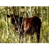 Image 11 : Meyer Cattle Inc. - 680# Weaned Steers - 90 Head (Lethbridge, AB)
