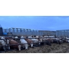 Image 3 : Wyatt & Meg Isaacson - 886# April Delivery Steers - 133 Head (Killdeer, SK)