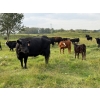 Image 17 : Malarky Farms - 35 Black/Black X Cow/Calf Pairs (Newdale, MB)
