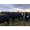 Image 19 : James Keen - 25 Black March/April Calving Bred Heifers (Reaburn, MB)