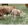 Image 2 : Richard & Bonnie Clubbe - 620# September Delivery Steer Calves - 45 Head (Caron, SK)