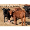 Image 4 : Van Hal Livestock Inc. - 700# May Delivery Heifers - 75 Head (Seven Persons, AB)