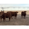 Image 7 : South Ridge Simmentals - 20 Red/Red X 1st Calf Pairs (Picture Butte, AB)