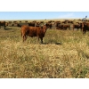Image 3 : Mashon Ranches - 675# October Delivery Steer Calves - 90 Head (Homestead Coulee, AB)