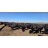 Image 3 : Dusty Meadow Farms - 825# May Delivery Heifers - 215 Head (Fincastle, AB)