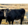 Image 3 : Coal Creek Ranching Ltd. - 3 Second Calvers (Pen 524A)