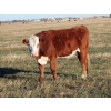 Image 4 : A&S Farms - 13 RWF April/May 2nd Calf Cows (Picture Butte, AB)