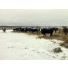 Image 6 : Merrick Campbell Herd Dispersal - 40 6, 7 & 8 Year-Old Bred Cows (Calahoo, AB) VBP+
