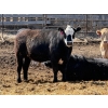 Image 10 : Rob Mossey - 920# May Delivery Steers - 60 Head (Vauxhall, AB)