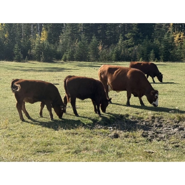 Terry & Dixie Viney/Garth Dorin - 580# October Delivery Heifer Calves - 70 Head (Bearberry, AB)