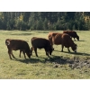 Image 1 : Terry & Dixie Viney/Garth Dorin - 580# October Delivery Heifer Calves - 70 Head (Bearberry, AB)