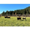 Image 17 : Squaw Valley Ranch - 850# October Delivery Steer Calves - 72 Head (Lumby, BC)