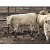 Image 8 : Douglass Agro - 940# June Delivery Heifers - 170 Head (Gem, AB)