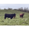 Image 15 : John Bland - 975# September Delivery Grass Heifers - 120 Head (Rimbey, AB)
