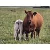 Image 2 : Thompson Colony - 525# October Delivery Steer Calves - 50 Head (Fort Macleod, AB)