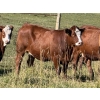 Image 2 : Garth & Theresa Kauppi - 1050# September Delivery Grass Heifers - 27 Head (Eckville, AB)