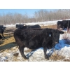 Image 3 : Double X Management - 30 6th Calvers (Langruth, MB)