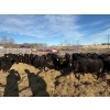 Image 4 : WA Ranches (University of Calgary) - 617# March Delivery Steers - 67 Head (Cochrane, AB)