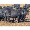 Image 3 : East Hilltop Holdings - 700# April Delivery Steers - 85 Head (Carstairs, AB)