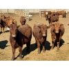 Image 5 : Van Hal Livestock Inc. - 725# May Delivery Heifers - 228 Head (Seven Persons, AB)