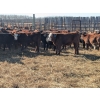 Image 7 : K4 Land & Cattle - 595# November Steer Calves - 80 Head (Eriksdale, MB)