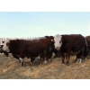 Image 2 : Birkenhagen Farms - 1020# January Delivery Steers - 61 Head (Carrot Creek, AB) VBP+