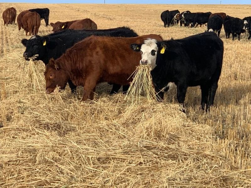 Lazy J Cattle Co. 7 Red Heifers 921 Team Auction Sales